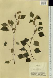 Betula pendula Roth, Siberia, Altai & Sayany Mountains (S2) (Russia)