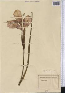Tigridia pavonia (L.f.) Redouté, America (AMER) (Not classified)