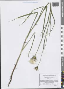 Tragopogon pratensis L., Eastern Europe, Central forest-and-steppe region (E6) (Russia)