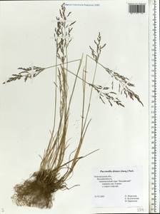 Puccinellia distans (Jacq.) Parl., Eastern Europe, North-Western region (E2) (Russia)