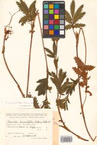 Potentilla tanacetifolia Willd. ex D. F. K. Schltdl., Siberia, Russian Far East (S6) (Russia)