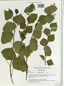 Populus nigra, Eastern Europe, Central forest region (E5) (Russia)
