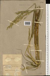Bromus secalinus L., Eastern Europe, Northern region (E1) (Russia)