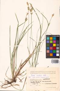 Carex michelii Host, Eastern Europe, Lower Volga region (E9) (Russia)