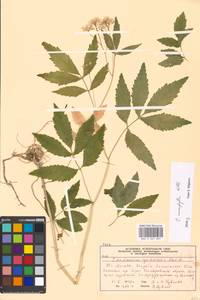 Cardamine macrophylla Willd., Eastern Europe, Moscow region (E4a) (Russia)