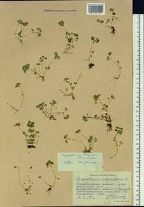 Chrysosplenium tetrandrum (N. Lund) Th. Fr., Siberia, Chukotka & Kamchatka (S7) (Russia)