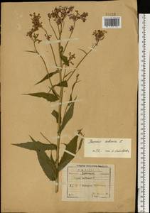 Hesperis sibirica L., Eastern Europe, Central forest-and-steppe region (E6) (Russia)
