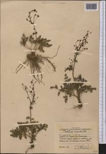 Thalictrum isopyroides C. A. Mey., Middle Asia, Western Tian Shan & Karatau (M3) (Uzbekistan)