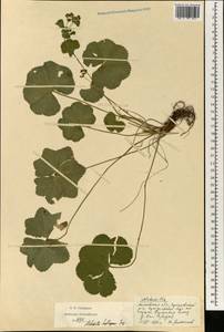 Alchemilla heptagona Juz., Eastern Europe, Moscow region (E4a) (Russia)