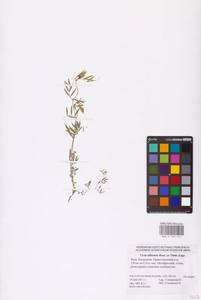 Vicia lathyroides L., Eastern Europe, Lower Volga region (E9) (Russia)