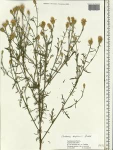 Centaurea majorovii Dumbadze, Eastern Europe, Central forest-and-steppe region (E6) (Russia)