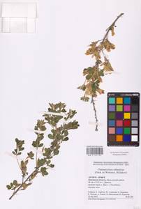 Chamaecytisus ruthenicus (Fisch. ex Woł.) Klásk., Eastern Europe, Central forest-and-steppe region (E6) (Russia)