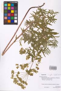 Euphorbia virgata Waldst. & Kit., Eastern Europe, Central region (E4) (Russia)
