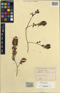 Trifolium vesiculosum Savi, Unclassified (Moldova)