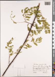 Senegalia pennata (L.) Maslin, Africa (AFR) (Ethiopia)