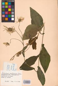 Doronicum austriacum Jacq., Eastern Europe, West Ukrainian region (E13) (Ukraine)