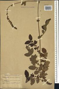 Agrimonia eupatoria L., Caucasus, Abkhazia (K4a) (Abkhazia)