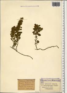 Teucrium chamaedrys L., Caucasus, Krasnodar Krai & Adygea (K1a) (Russia)