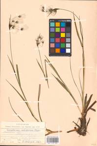 Eriophorum latifolium Hoppe, Eastern Europe, Moscow region (E4a) (Russia)