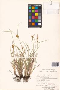 Carex oederi var. bergrothii (Palmgr.) Hedrén & Lassen, Eastern Europe, Estonia (E2c) (Estonia)