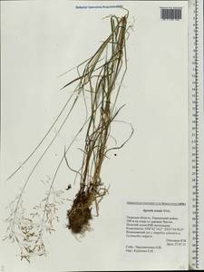 Agrostis capillaris L., Eastern Europe, North-Western region (E2) (Russia)