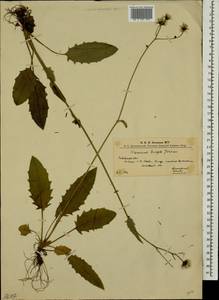 Hieracium glaucinum subsp. fragile (Jord.) O. Bolòs & Vigo, Eastern Europe, West Ukrainian region (E13) (Ukraine)