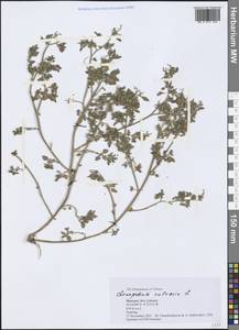 Chenopodium vulvaria L., Africa (AFR) (Morocco)