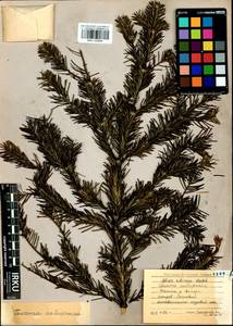 Abies sibirica Ledeb., Siberia, Baikal & Transbaikal region (S4) (Russia)