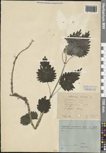 Urtica dioica L., Eastern Europe, Central forest region (E5) (Russia)