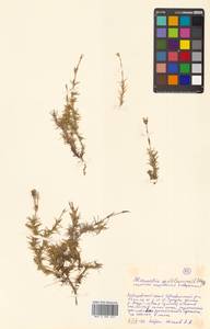 Pseudocherleria laricina (L.) Dillenb. & Kadereit, Siberia, Russian Far East (S6) (Russia)