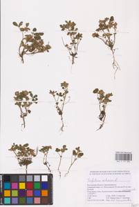 Trifolium retusum L., Eastern Europe, Rostov Oblast (E12a) (Russia)