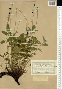 Sanguisorba officinalis subsp. officinalis, Siberia, Central Siberia (S3) (Russia)