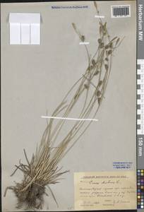 Carex distans L., Eastern Europe, Rostov Oblast (E12a) (Russia)