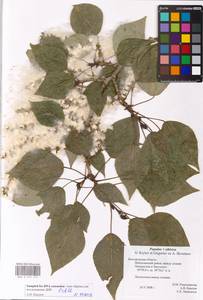 Populus tremuloides Michx., Eastern Europe, Central forest-and-steppe region (E6) (Russia)
