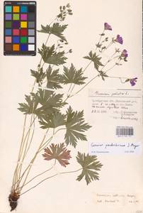 Geranium pseudosibiricum J. Mayer, Eastern Europe, Eastern region (E10) (Russia)