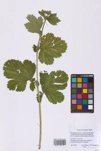 Geum macrophyllum Willd., Eastern Europe, Moscow region (E4a) (Russia)