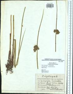 Juncus effusus L., Eastern Europe, Central region (E4) (Russia)