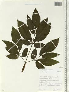 Chaerophyllum aromaticum L., Eastern Europe, Belarus (E3a) (Belarus)