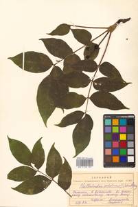 Phellodendron amurense var. sachalinense F.Schmidt, Siberia, Russian Far East (S6) (Russia)