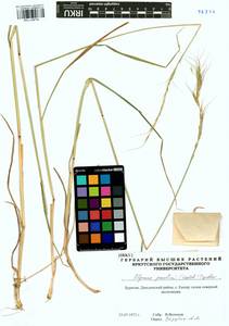 Elymus gmelinii (Trin.) Tzvelev, Siberia, Baikal & Transbaikal region (S4) (Russia)