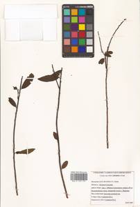 Ilex rugosa F.Schmidt, Siberia, Russian Far East (S6) (Russia)