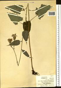 Saussurea subtriangulata Kom., Siberia, Russian Far East (S6) (Russia)