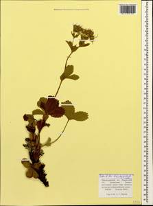 Potentilla brachypetala Fisch. & C. A. Mey. ex Lehm., Caucasus, Krasnodar Krai & Adygea (K1a) (Russia)