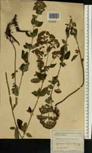 Origanum vulgare L., Eastern Europe, Moscow region (E4a) (Russia)