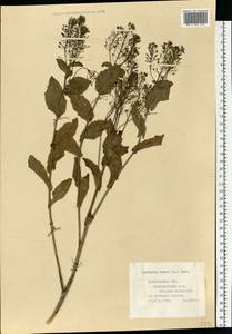 Lepidium draba L., Eastern Europe, Central forest region (E5) (Russia)