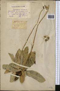 Trommsdorffia maculata (L.) Bernh., Middle Asia, Northern & Central Kazakhstan (M10) (Kazakhstan)