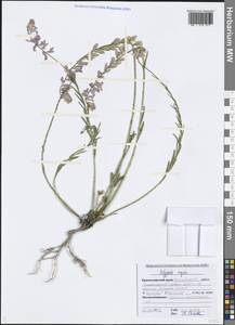 Polygala major Jacq., Caucasus, Black Sea Shore (from Novorossiysk to Adler) (K3) (Russia)