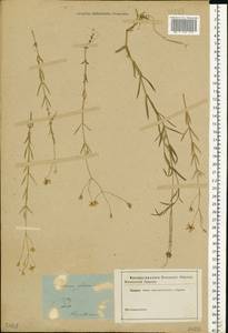 Stellaria palustris (Murray ex Ehrh.) Hoffm., Eastern Europe, North-Western region (E2) (Russia)