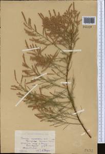 Tamarix ramosissima Ledeb., Middle Asia, Caspian Ustyurt & Northern Aralia (M8) (Kazakhstan)