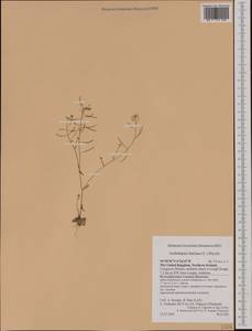 Arabidopsis thaliana (L.) Heynh., Western Europe (EUR) (United Kingdom)